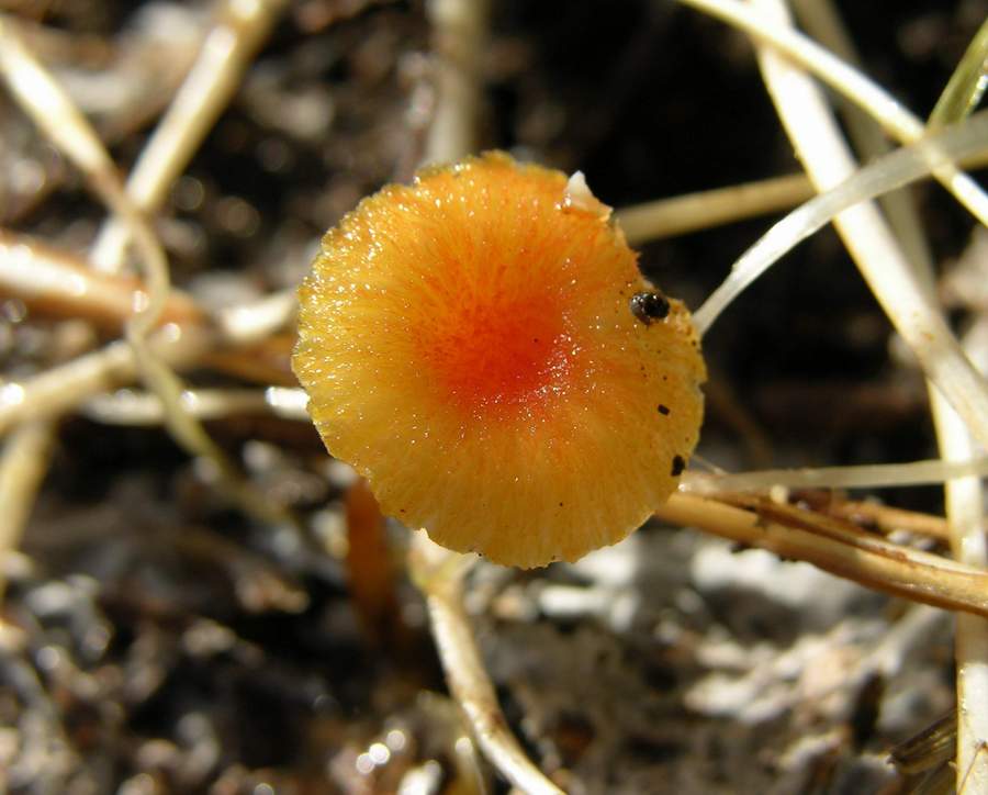 un fungo da classificare